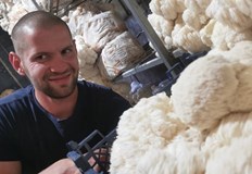 Борислав Ковачев развива производство на кладница лъвска грива рейши и