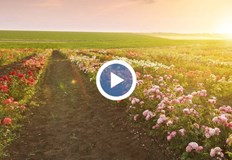 Чужди държави използват български разсад и стават конкурентиС наближаването на