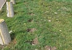 Крадецът пренесъл откраднатите дръвчета директно на вилата сиКражба на 60