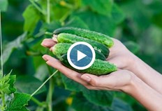 Производител от Минерални бани Скъпите краставици в магазина са заради