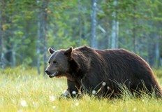 Пострадалият мъж е на апаратно дишанеНачалникът на румънската планинска спасителна