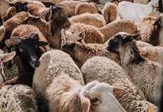 Производителите се опасяват от договорки между мандрите докато чакат изплащането