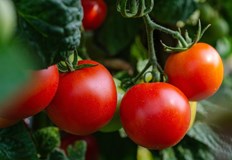 Експерти разкриват тайните за отглеждане на перфектни доматиПрофесионалните градинари споделят