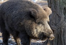 Автопатрул и горски служители задържаха извършителите на нарушениетоБракониери отстреляха бременна