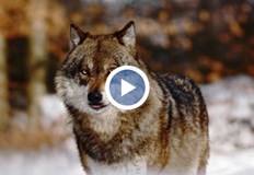 Популацията на хищници главоломно растеПопулацията на хищниците в България нараства