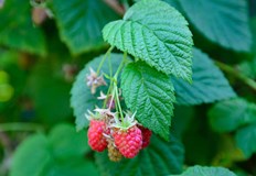 Земеделците могат да получат до 100 компенсация за разходите по