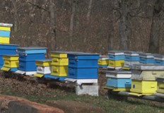 Смъртността при пчелите в България достигна 70 процентаАлармиращи данни за