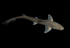 Историческо откритие променя представите ни за комуникацията между акулитеУчени от