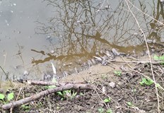 На място има екип на РИОСВ РусеЗамърсяване на река