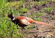 Птиците са на възраст 270 дниЛовно рибарското сдружение в Хасково продължава