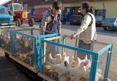 Влошена епизоотична обстановка налага засилен контрол в цялата странаБългарската агенция