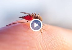 Русенската управа с готовност за борба с комарите очаква подкрепа