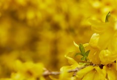 Много топло време за средата на мартНеобичайно високи температури за