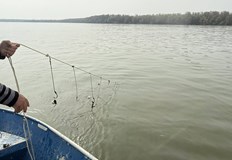 Спасена е застрашена чига използвана като примамка за улов на