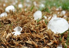 70 подкрепа за застраховане на земеделската продукция през 2025 годинаЗемеделските