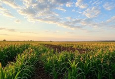 Драстични разлики в цените на нивите – от 800 до