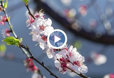 Очаква се до 10 сантиметра снежна покривка в Северозападна БългарияСлед