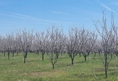 Стопаните от Североизточна България алармират за 100 загуби при кайсиитеСъюзът