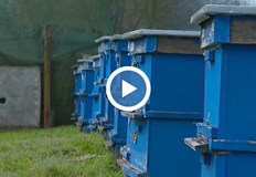 В Русенско смъртността на пчелите достига драматичните 50 60 Драматична ситуация в