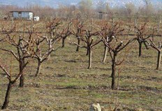 Силистренско и Русенско са най засегнати от студената вълнаБезпрецедентни щети търпят