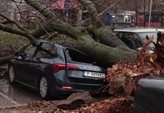 Силните пориви на вятъра изкорениха огромно дърво пред УМБАЛ Медика Силните