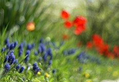 От нарциси до лалета пълен наръчник за красива градина