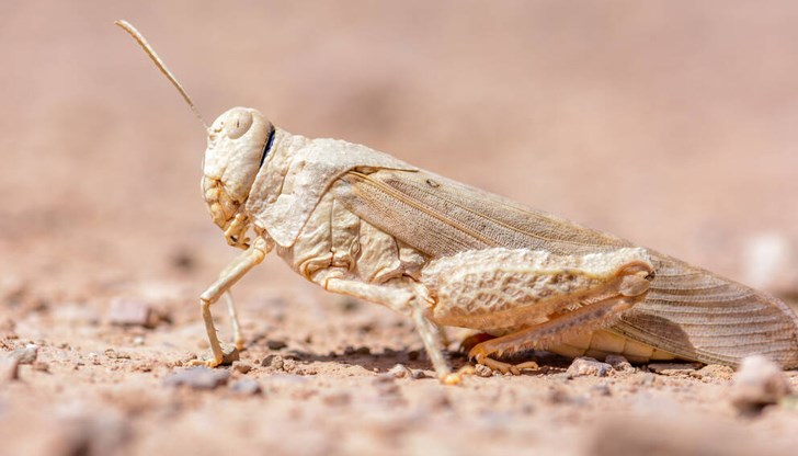 Насекомите унищожават напълно всякаква растителност по пътя си Насекомите унищожават напълно всякаква растителност по пътя си