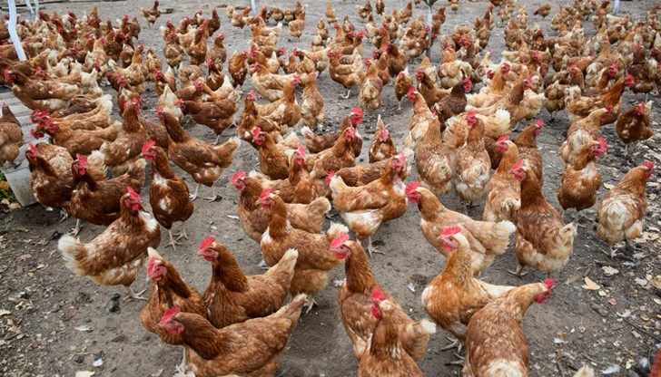 3-километрова карантинна зона около засегнатата ферма