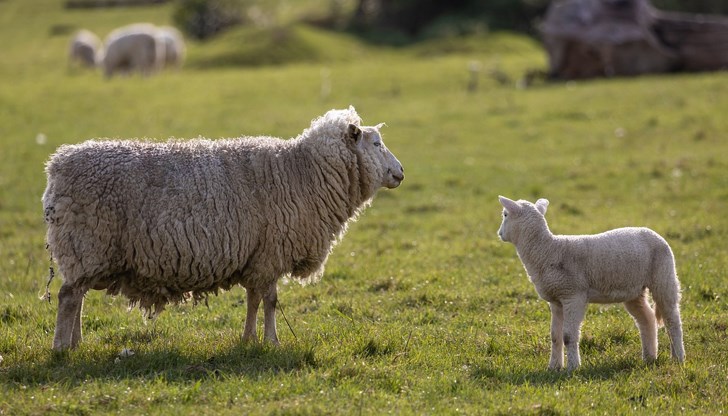 Най-много свободни площи има в община Ветово, следвана от Ценово и Русе Най-много свободни площи има в община Ветово, следвана от Ценово и Русе
