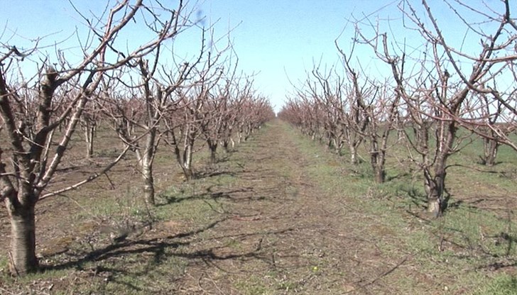 Минус 20 градуса съсипаха овощарството в Североизточна България