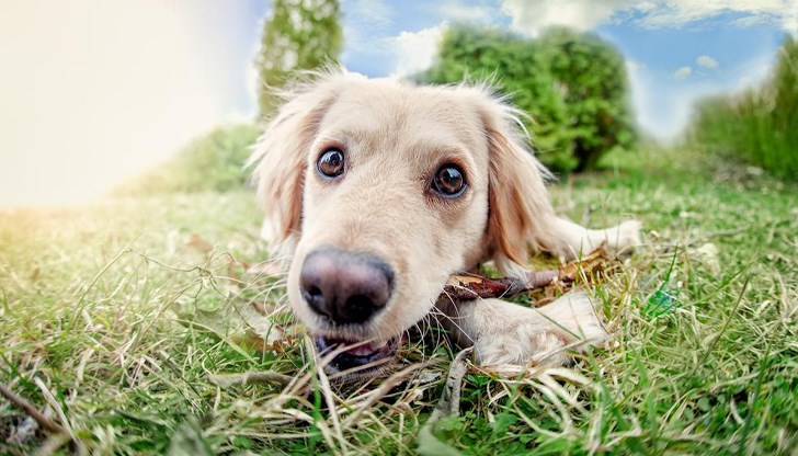 Стопаните на кучета в Сандански да повишат бдителността си заради опасност от отравяне Стопаните на кучета в Сандански да повишат бдителността си заради опасност от отравяне