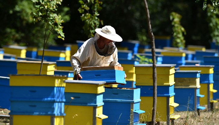 Експерти обединяват усилия за спасяване на пчелите