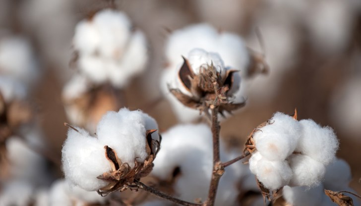 Украински учени вече закупиха български семена за развитие на отбранителния си комплекс Украински учени вече закупиха български семена за развитие на отбранителния си комплекс