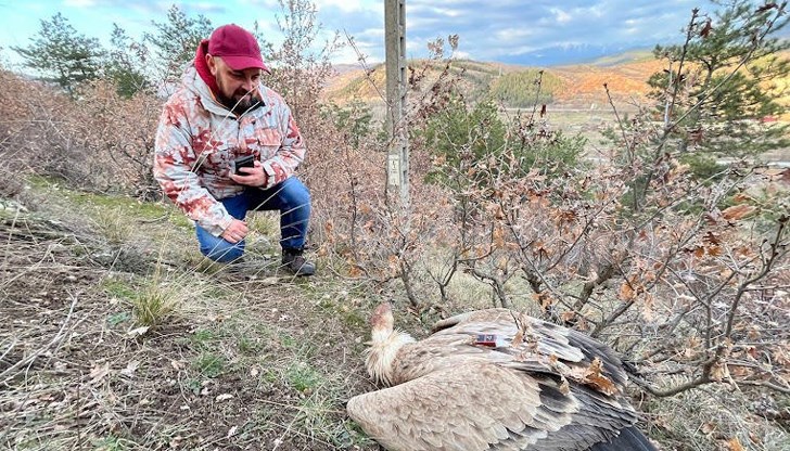 Умишлено отравяне застрашава редки птици от защитен вид, очакват загуби до 15 екземпляра