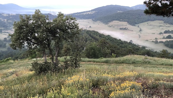 Мурсалският чай остава под пълна защита – дори за лични нужди