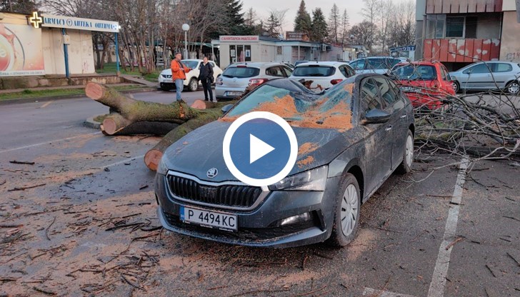 Паднало дърво смаза автомобил на паркинг в Русе