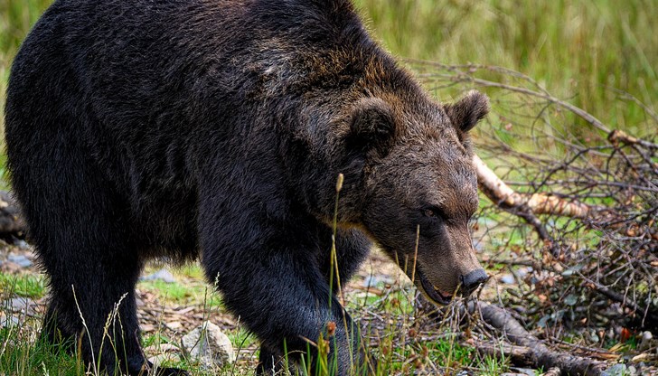 Ловната дружинка е обвинена в навлизане в защитена територия Ловната дружинка е обвинена в навлизане в защитена територия