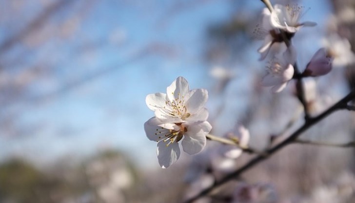 Пролетта идва предсрочно с високи температури