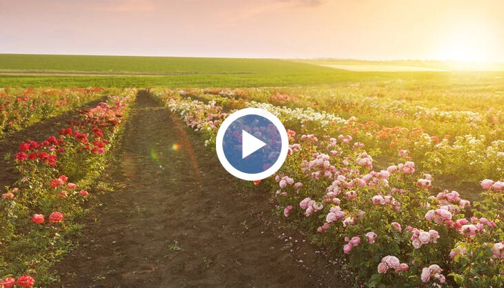 Чужди държави използват български разсад и стават конкуренти