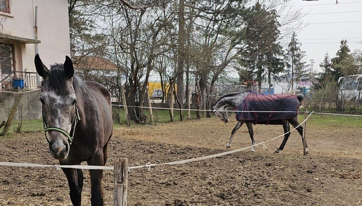 Тази година Тодоровден съвпада с Международния ден на жената