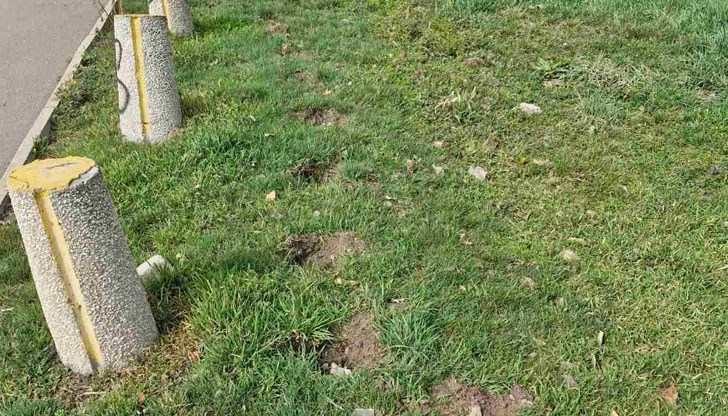 Крадецът пренесъл откраднатите дръвчета директно на вилата си Крадецът пренесъл откраднатите дръвчета директно на вилата си