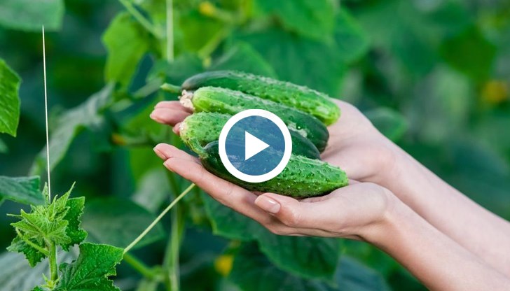 Производител от Минерални бани: Скъпите краставици в магазина са заради дългия път до потребителя