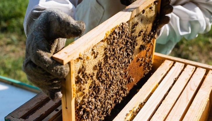 Парадокс в пчеларството: Повече кошери, но по-малко мед в България Парадокс в пчеларството: Повече кошери, но по-малко мед в България