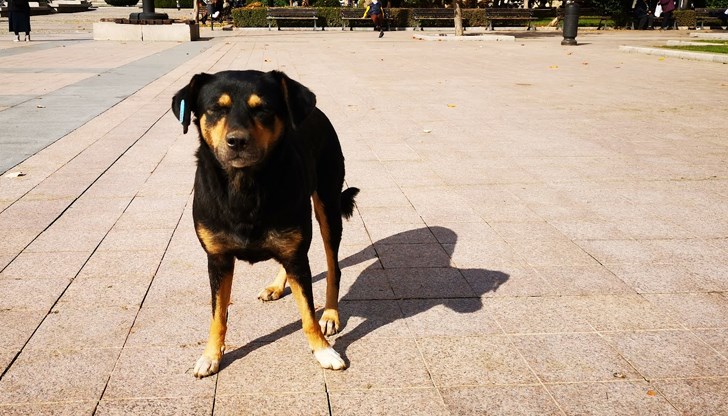 Русе актуализира програмата за бездомните кучета след 17 години