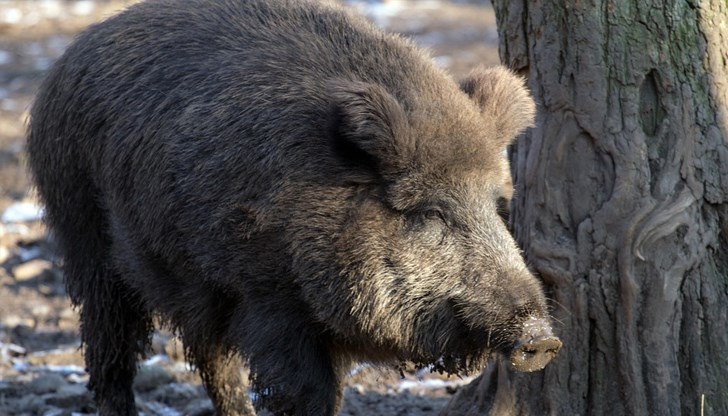 Автопатрул и горски служители задържаха извършителите на нарушението