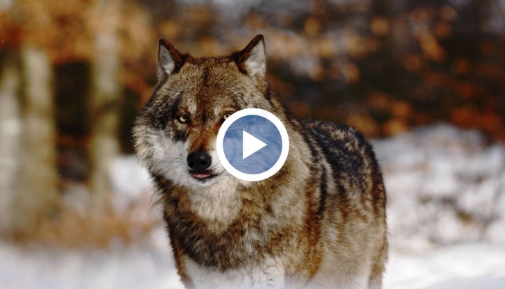 Популацията на хищници главоломно расте