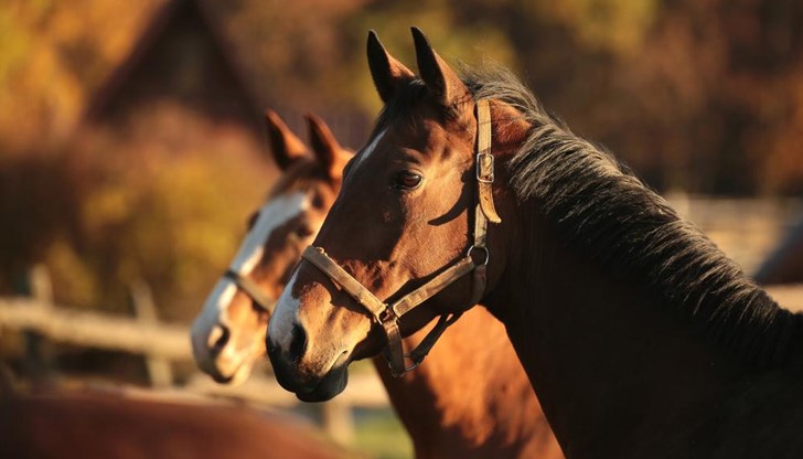 Тази година Тодоровден съвпада с Международния ден на жената Тази година Тодоровден съвпада с Международния ден на жената