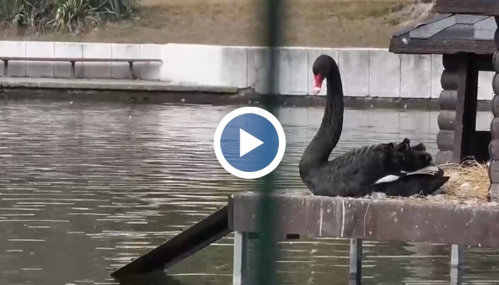 Крадците продават лебедите, както и яйцата им, за много пари