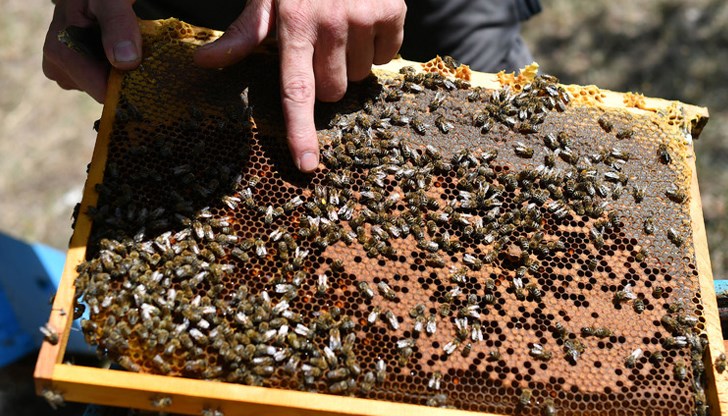 Русенски пчелари отчитат 50% загуби