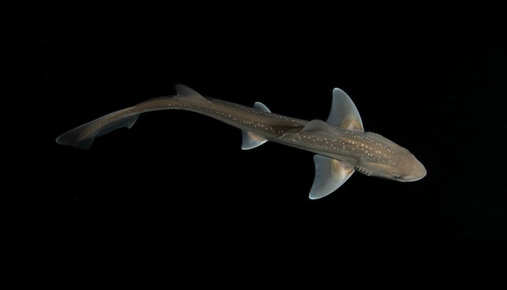 Историческо откритие променя представите ни за комуникацията между акулите Историческо откритие променя представите ни за комуникацията между акулите